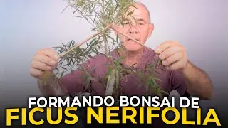FORMANDO BONSAI DE FICUS NERIFOLIA | Ficus Nerifolia Nº2 - Vídeo 1