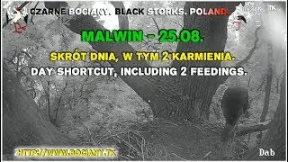 Malwin in the nest (25.08). Black Storks Poland 2017
