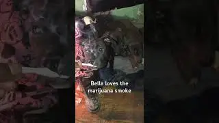 Pitbull interrupt me for a sniff of some good weed before I pass it to my girl. 