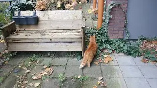 Cody meets Blackie outside her territory