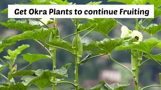 How to get Many Okra  from the Same Plant |Win Pini Farmlife