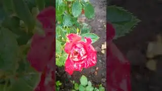 Недоразвитые бутоны на розах #розы #цветы #гармония #садоводство