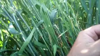 пшеница после рапса шестопаловка