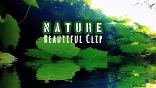 Nature Beautiful Clip 