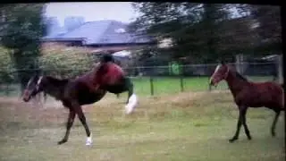 Jet-Set et Jouette van het Oude Hof