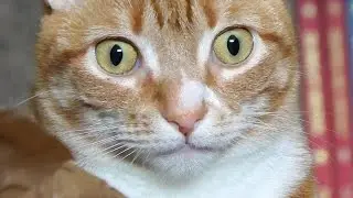 Cat Mind Blown!