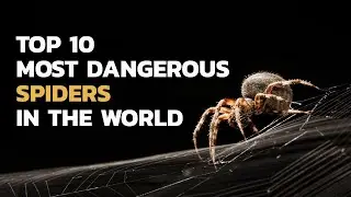 TOP 10 MOST DANGEROUS SPIDERS In The World