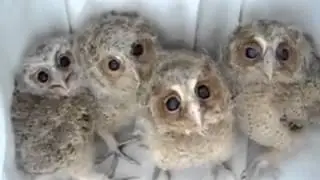 The cutest owls