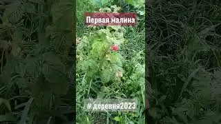 Первая малина