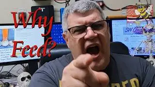 Do My Honey Bees Really Need Fed