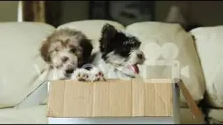 08 dogs plus 266 in box dog 　阿武孝雄
