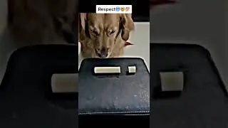 Respects🥰🙏#respect #fypシ #reels #reaction #lovedogs #instagram #foryou
