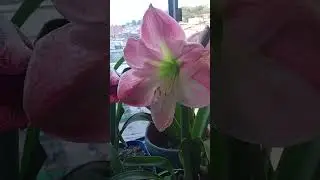 Azucenas
