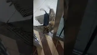 NÃO QUERO VOCÊS NA MINHA CASA #casa #pets #cachorrada