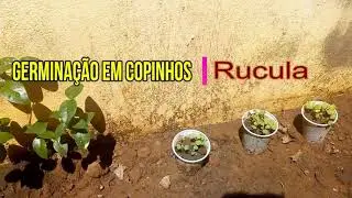 Conclusão da Germinação da Minha Horta#Conclusion of My Horticultural Germination#