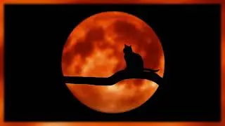 Purring Of Cat + Sounds Of Night In Background | DEEP SLEEP