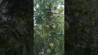 Mind-Blowing Pomegranate Hacks That Will Change Your Life | Pomegranate Farming A Step-by-Step Guide