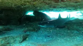 Juvenile White Tip Reef shark off Mala Ramp in Lahaina - Maui, Hawaii