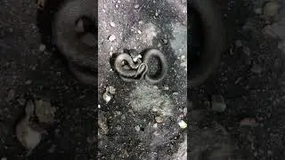 Когда нашел ужа🤣😂🥲