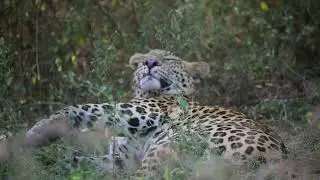 Jhalana Leopard Conservancy, Jaipur