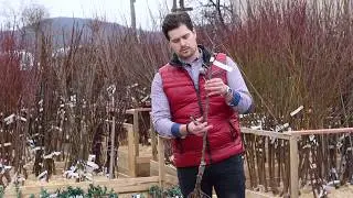 How to Properly Cut the Fruit Trees When Planting - Cut the apple on a slim spindle