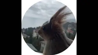 Как Чип реагирует на Чайку😂 