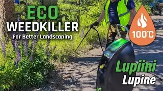 Lupiinin torjunta 100°C vedellä | Lupine control with 100ºC water | Eco Weedkiller Garden