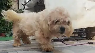 rockie boy