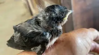 Baby Barn Swallow