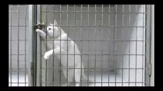Король побега / King of escape