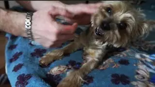Собака на стрессе