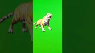 Green Screen Tiger !! Running Tiger Short Video!! cartoon 🤠🤠