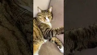 Кот Вася спит как человек