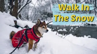 A Walk In The Snow // Walk With Me