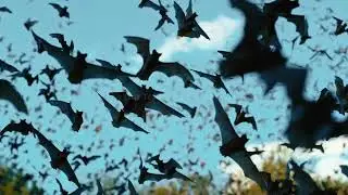 Batsies Official Trailer