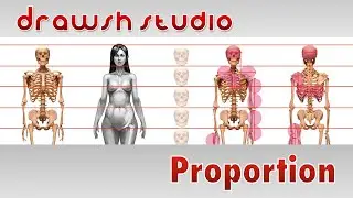 Proportion of the Figure