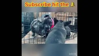 Extreme pocket bully