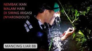 NEMBAK IKAN MALAM HARI (Nyarondout) DI SIRING IRIGASI, IKANNYA TIDUR  |  MANCING LIAR 88