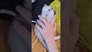 Kittens, these are our children 🥰 