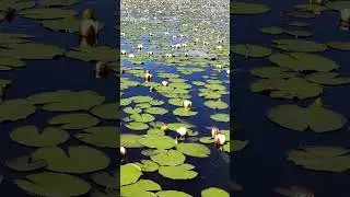 Море белых лилий на озере Азас (Тыва) #природа