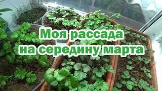 Обзор рассады на середину марта