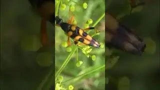 Strangalia attenuata / Странгалия незатейливая 