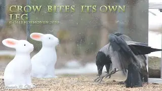 A Hooded Crow Bites Its Own Leg in Front of a Mirror