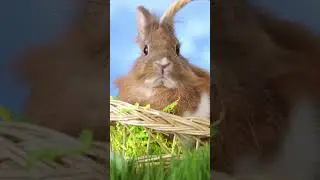 Easter basket with bunny sitting in grass