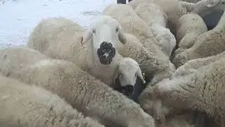 KANGAL  KOYUNU