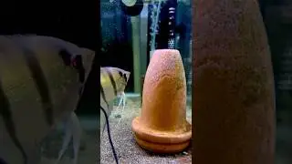 Breeding Angelfish 🐠 