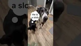 Marvin the Great Dane makes it hard to give him a treat! But of course we still do!  #greatdane