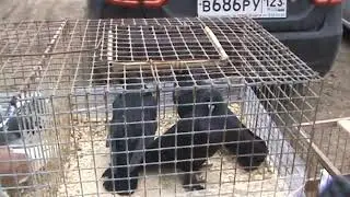 Ярмарка голубей г.Кореновск 11.02.2023г. 3часть