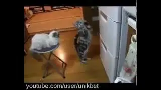 Смешная Кошка умоляет дать ей покушать)Funny Cat begs her to eat)