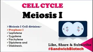 #Meiosis I Cell division #Leptotene #Zygotene #Pachytene #Diplotene and #Diakinesis